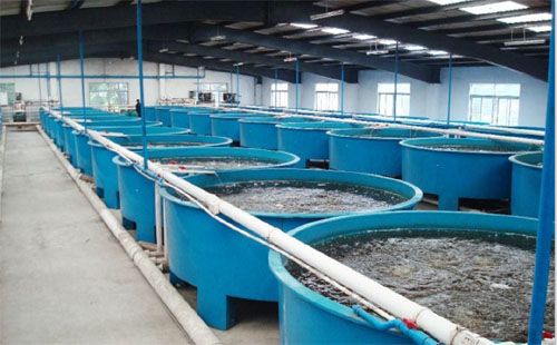 養殖槽